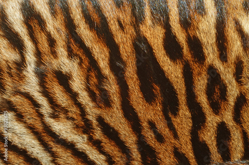 pelle di tigre siberiana