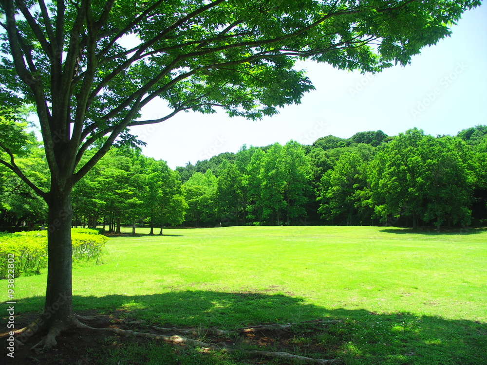 初夏の日向と日陰のある草原と林風景