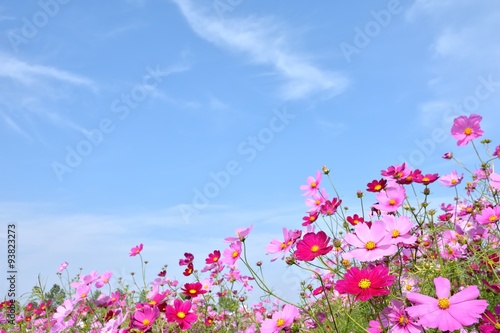 コスモスの花と青空     © tamayura39