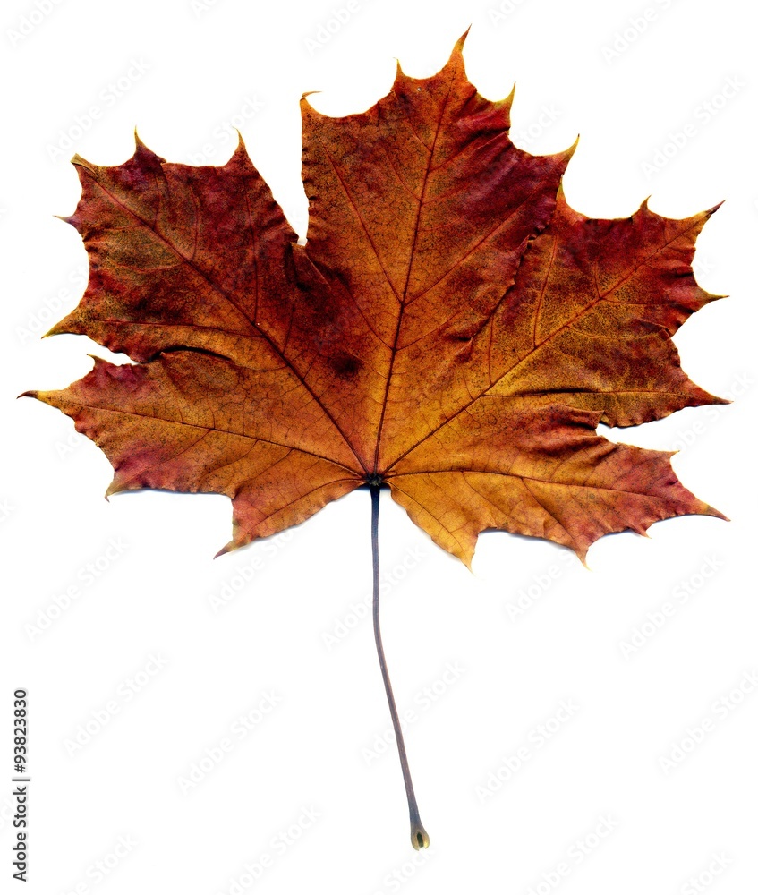 Obraz premium Detailed Fall Maple Leaf