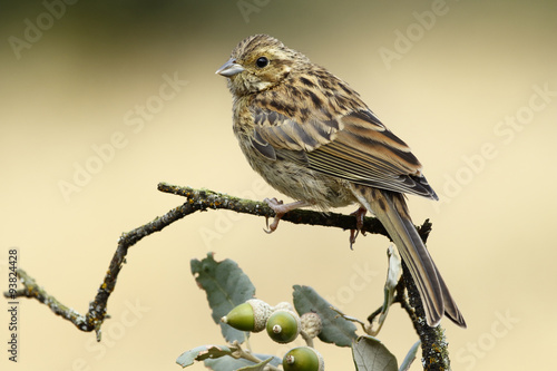 Young Cirl Bunting, ( Emberiza cirlus ), perched on a branch