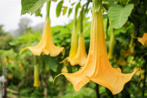 datura or thorn apple