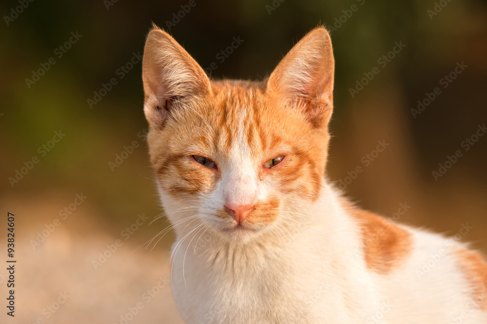 Red cat portrait Red cat portrait