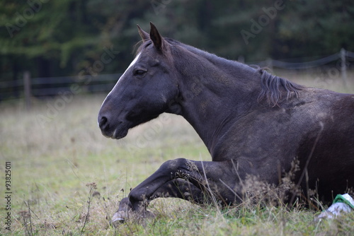 "Soll ich schon aufstehen?", Pferd liegt auf der Weide © Grubärin