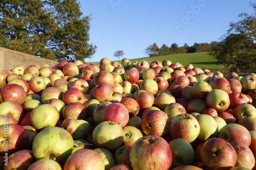 apples