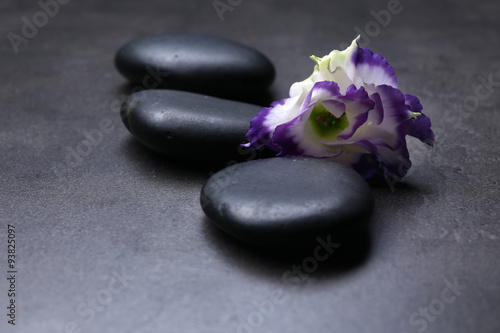 Pebbles with beautiful flower on dark grey background
