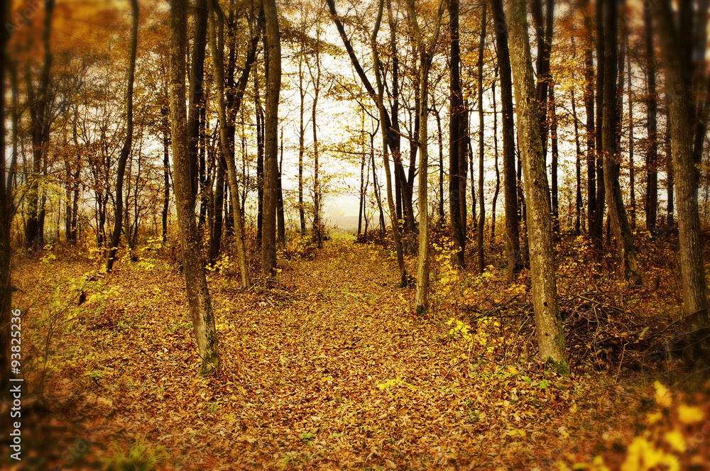 Forest Forest