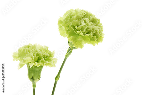 carnation