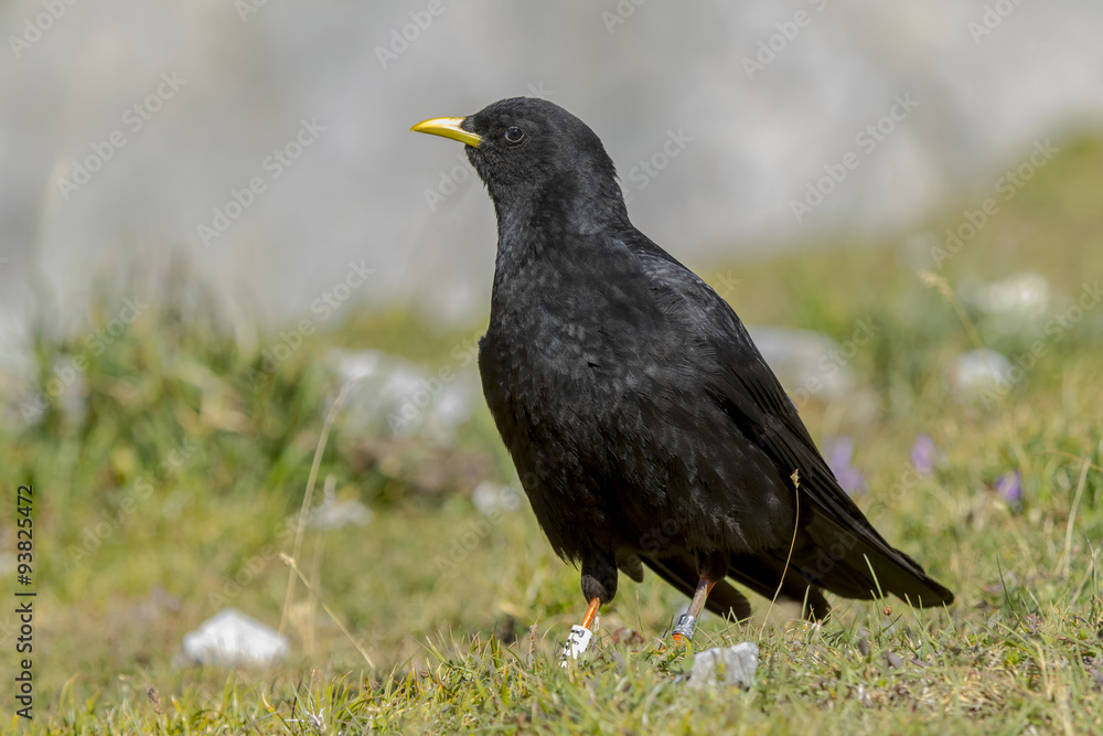 Fototapeta premium Alpine Chough, ( Pyrrhocorax graculus), in Picos de Europa