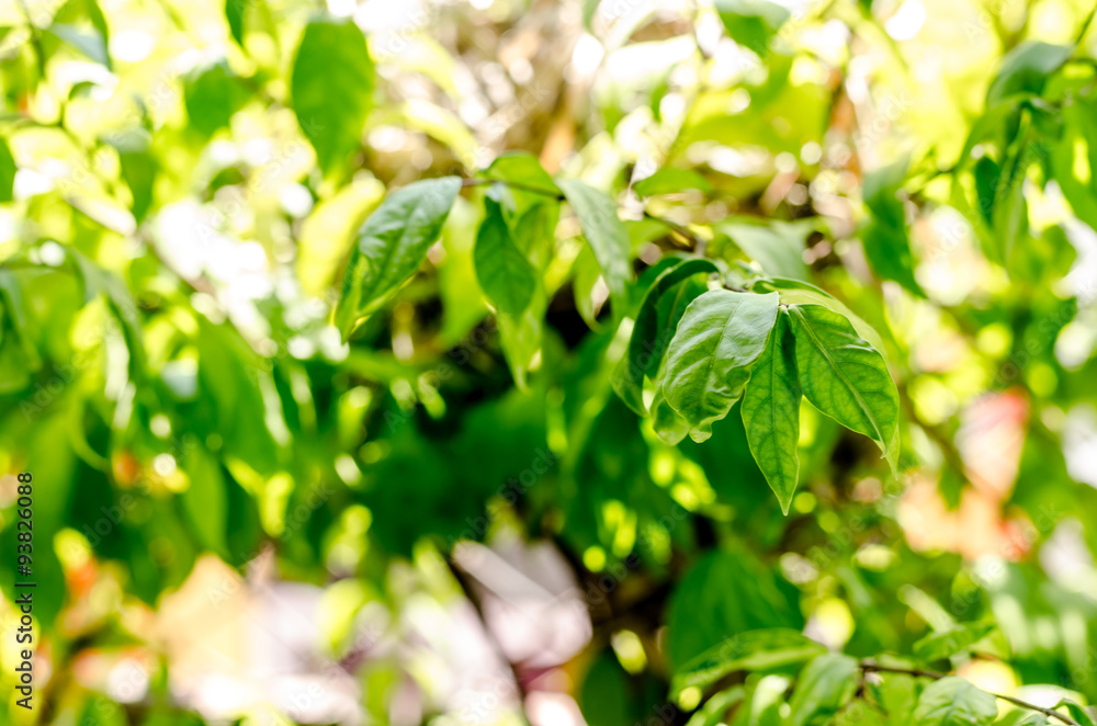 Obraz premium fresh condition and green leaves on green background
