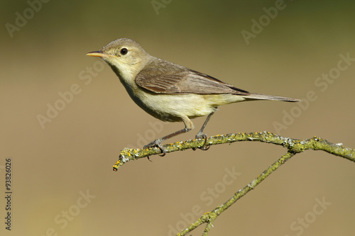 Melodious warbler (Hippolais polyglotta), perched on a branch