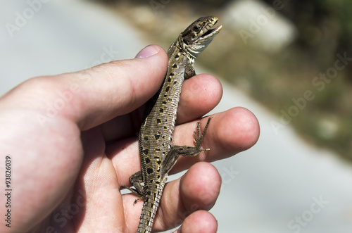 Недовольная ящерица