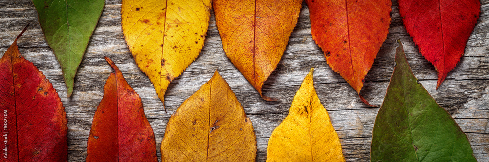 Colorful autumn leaves on wooden background - obrazy, fototapety, plakaty 