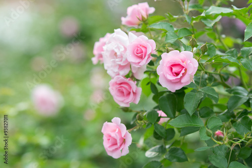 ピンク色のバラ © robbyliam