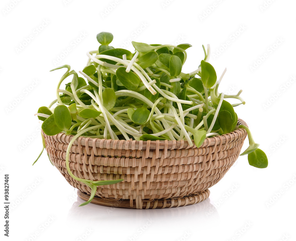 young sunflower in the basket on white background young sunflower in the basket on white background