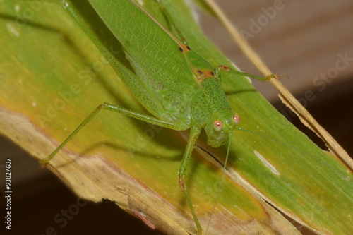 Wallpaper Mural Heuchrecke Torontodigital.ca