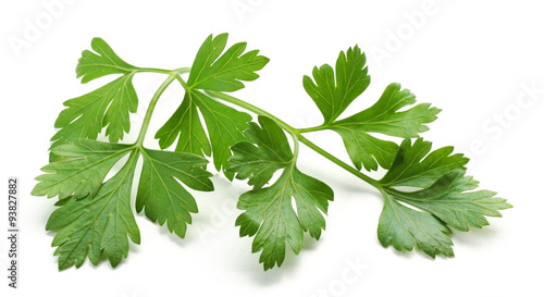 Fresh parsley isolated on white