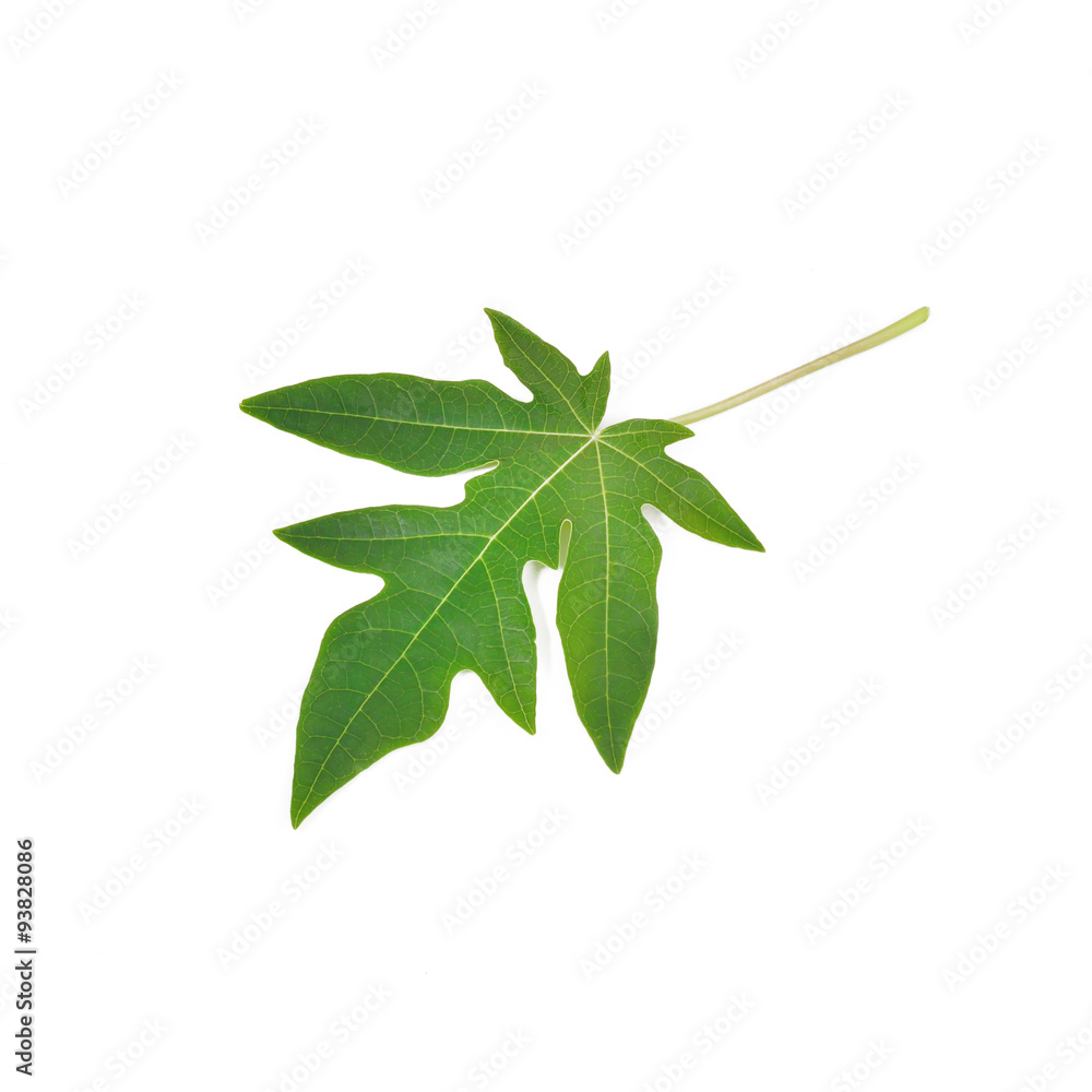 Papaya leaves isolate on white background Papaya leaves isolate on white background