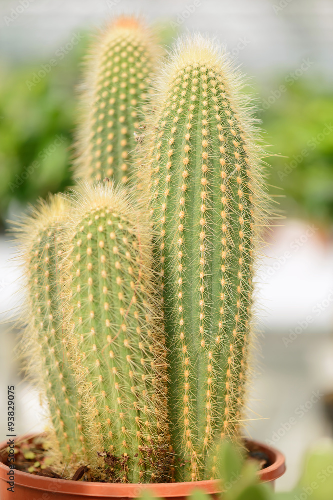 Cactus in a flower pot Cactus in a flower pot