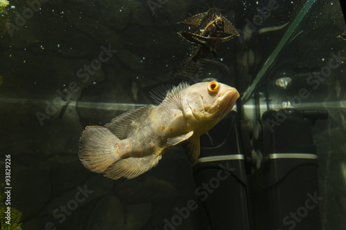 Fototapeta Naklejka Na Ścianę i Meble -  Astronotus ocellatus, big fish aquarium white