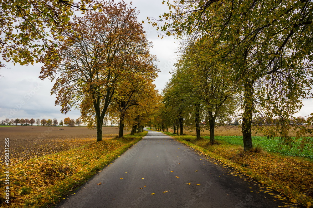 Naklejka premium Autumn's road
