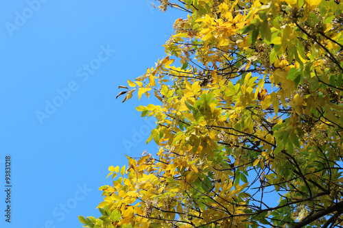 leaves on sky background