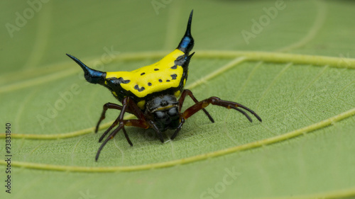 Canvas-taulu Yellow spider with metallic blue spikes