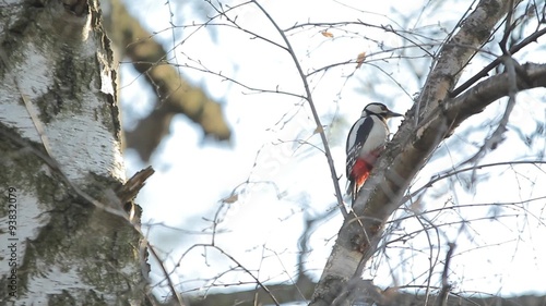 Bird woodpecker sits on a tree and turn his head around photo