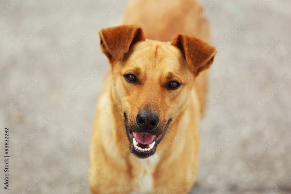 Stray dog, outdoors