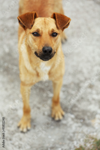 Stray dog, outdoors © Africa Studio