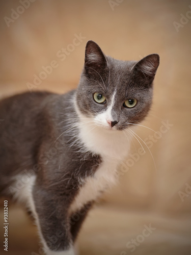 Portrait smoky-gray domestic cat.