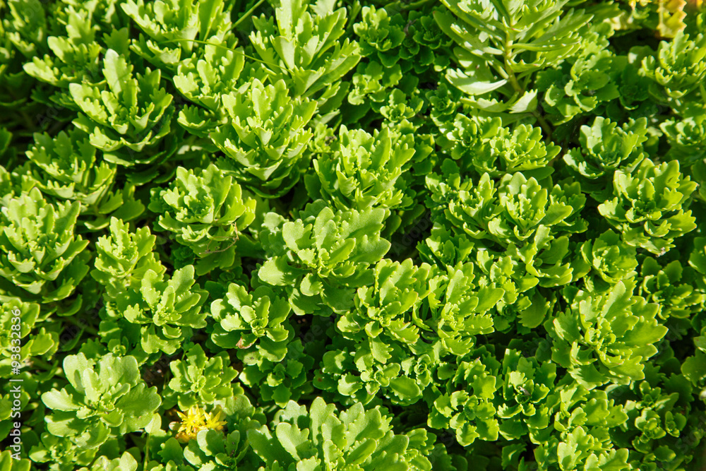 Fototapeta premium Green leaves of decorative plant