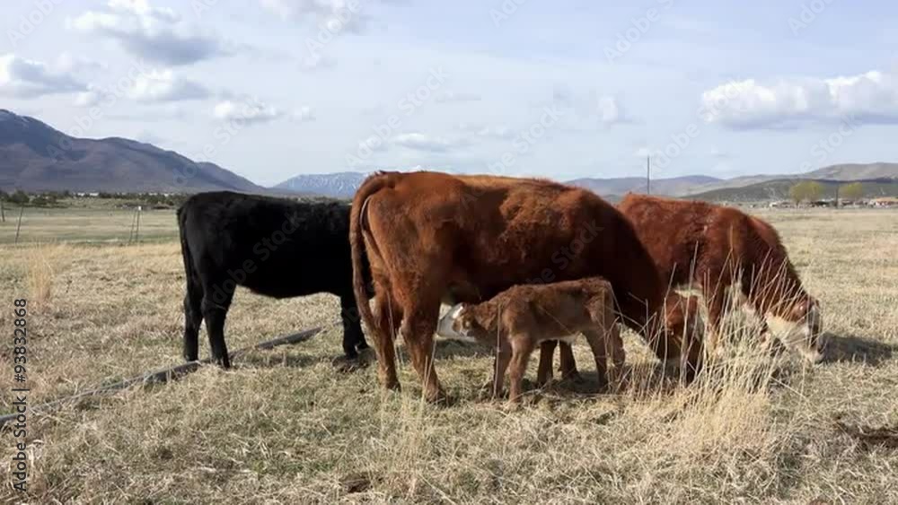 Cattle herd mother and new born calf feed 4K 004 Cattle herd mother and new born calf feed 4K 004