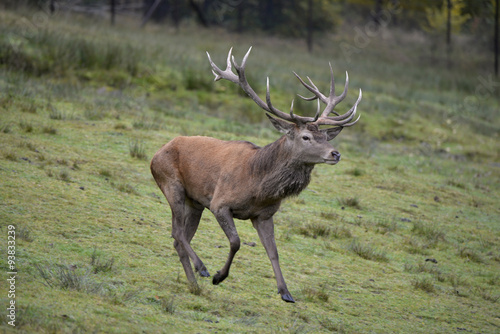 Fototapeta Naklejka Na Ścianę i Meble -  Rothirsch Galopp