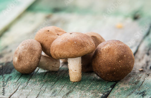 shiitake mushroom on the old wood