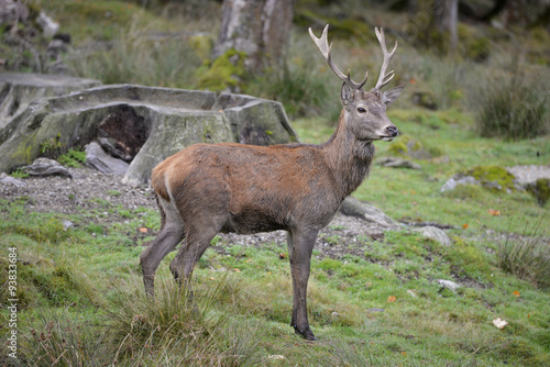 Fototapeta Naklejka Na Ścianę i Meble -  Rothirsch heimisch