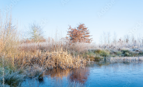 Plants and trees on the waterfront in the winter