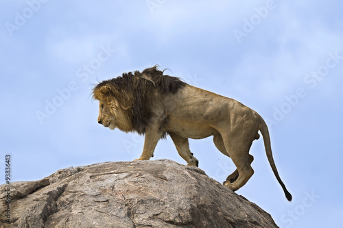 Black-maned male lion on top of boulder