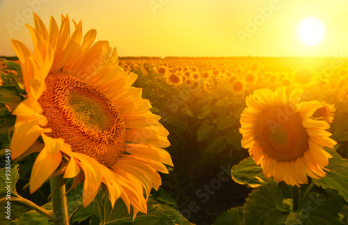 Fototapeta Naklejka Na Ścianę i Meble -  Sunflowers