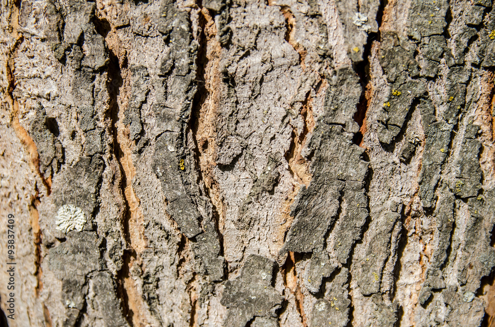 Wood Tree for Texture or Background Wood Tree for Texture or Background