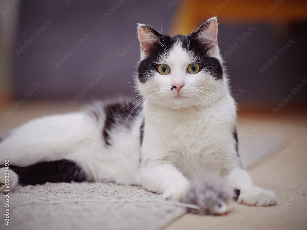 Black-and-white beautiful domestic cat