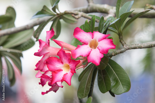 Adenium obesum  Desert Rose  Impala Lily  Mock Azalea 