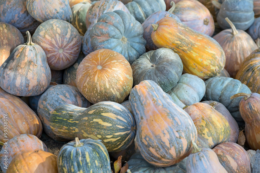 The heap of pumpkins with the various colors and shapes