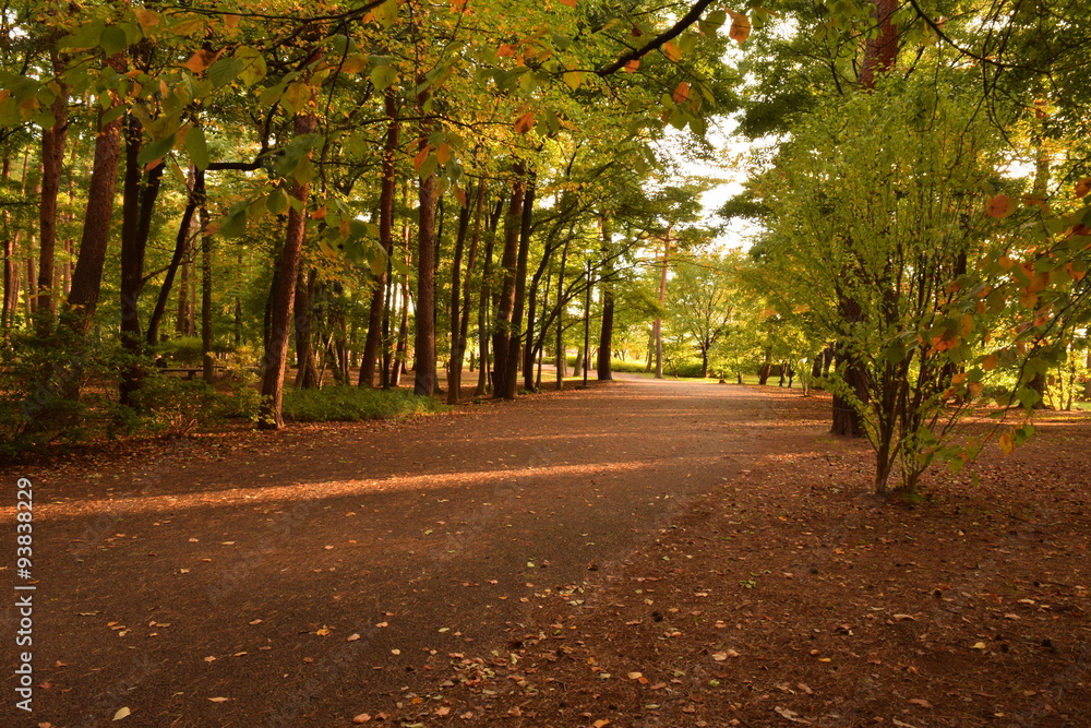 Naklejka premium Autumn afternoon in the park