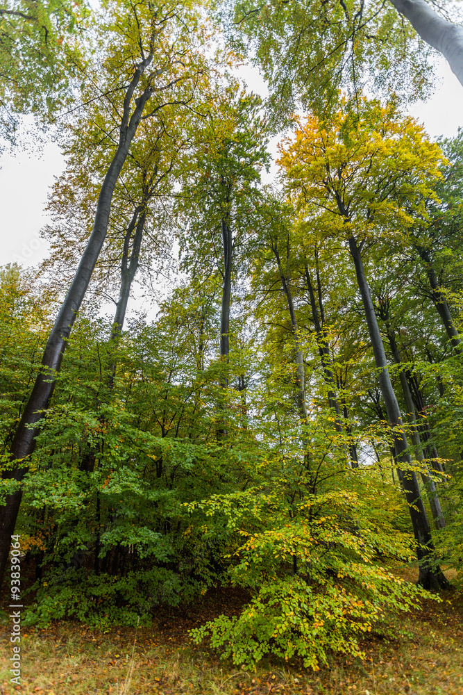 Fototapeta premium Küstenwald