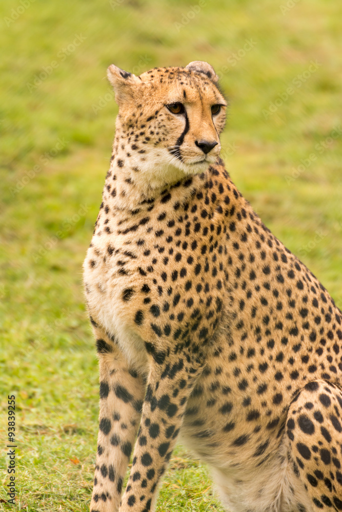 Gepard Gepard