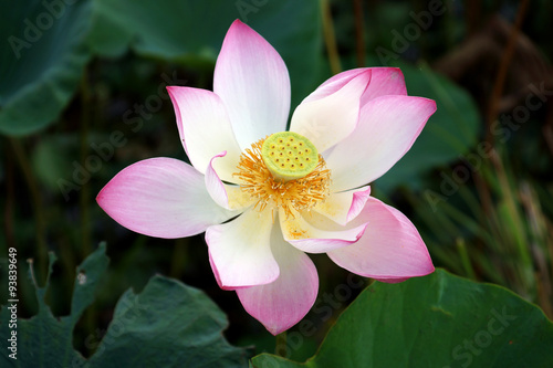 Blooming lotus flower in the park.