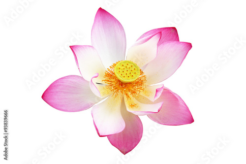 lotus on isolate white background.