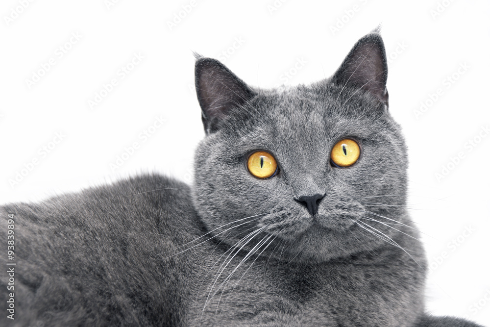 British shorthair cat isolated on white backgroud (British Blue cat)