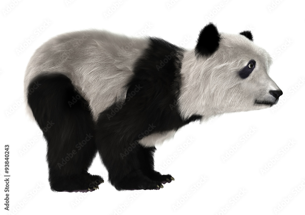 Panda Bear Cub Panda Bear Cub